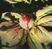 24th Jun 2013 - Peony Potential 