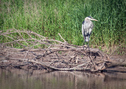 24th Jun 2013 - Heron on Driftwood