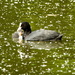 Coot and chick by padlock
