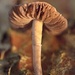 Small Wild Mushroom. by gamelee