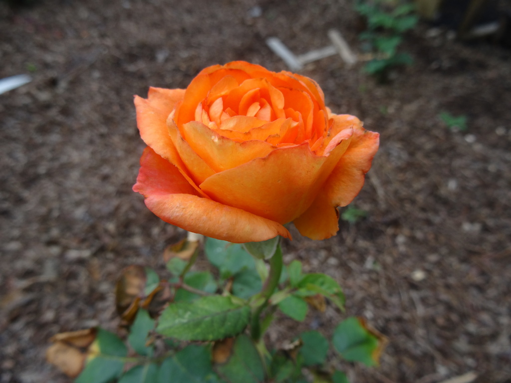 Day 20 Orange Rose by rminer