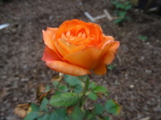 24th Jun 2013 - Day 20 Orange Rose