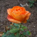 Day 20 Orange Rose by rminer