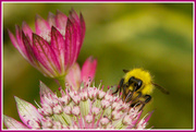 24th Jun 2013 - Bee Happy!