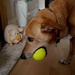 Jun 24: New Balls Please by bulldog