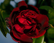 20th Jun 2013 - Night rose