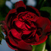 Night rose by darkhorse