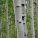 Aspen Trees Pano by lynne5477