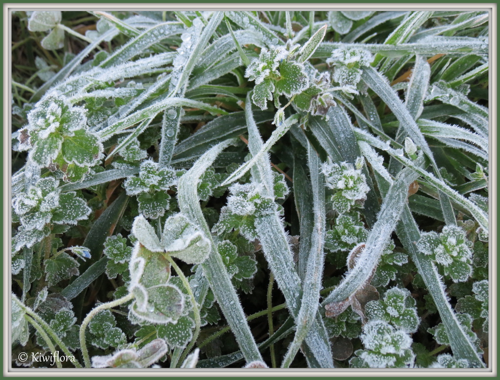 Frost by kiwiflora