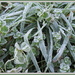 Frost by kiwiflora