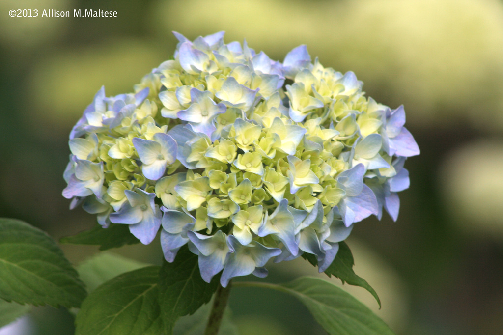 First of the Hydrangeas by falcon11
