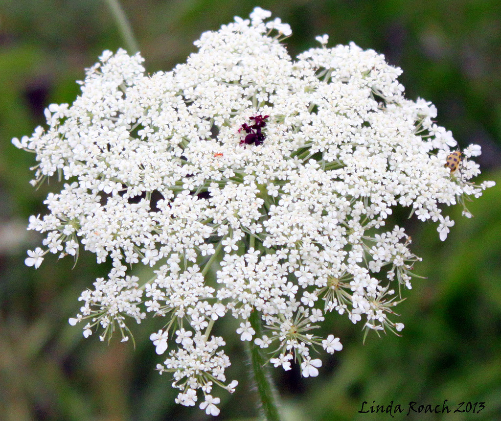 Queen Anne's Lace and Bug  by grannysue