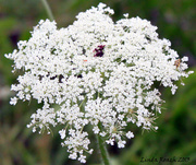 24th Jun 2013 - Queen Anne's Lace and Bug 