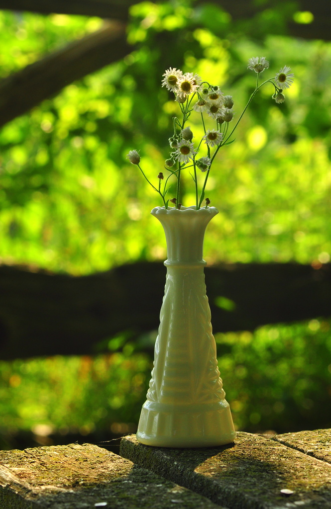 The Vase by jayberg