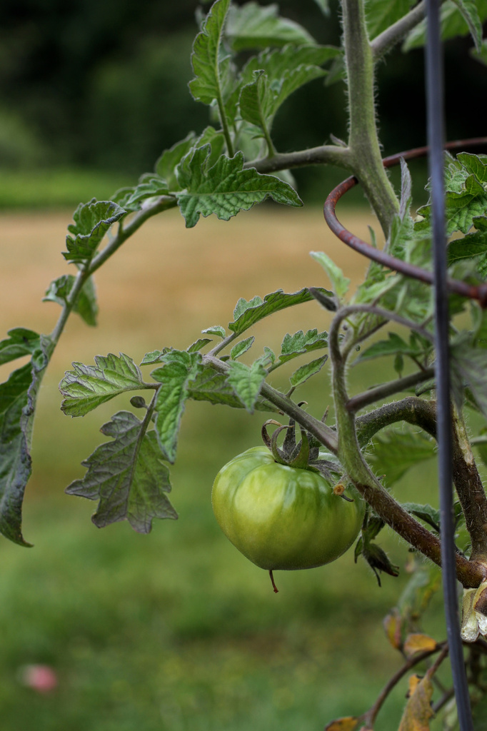 Tomato Plant by whiteswan
