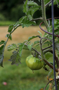 24th Jun 2013 - Tomato Plant
