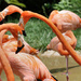 Flamingo heart by cjwhite