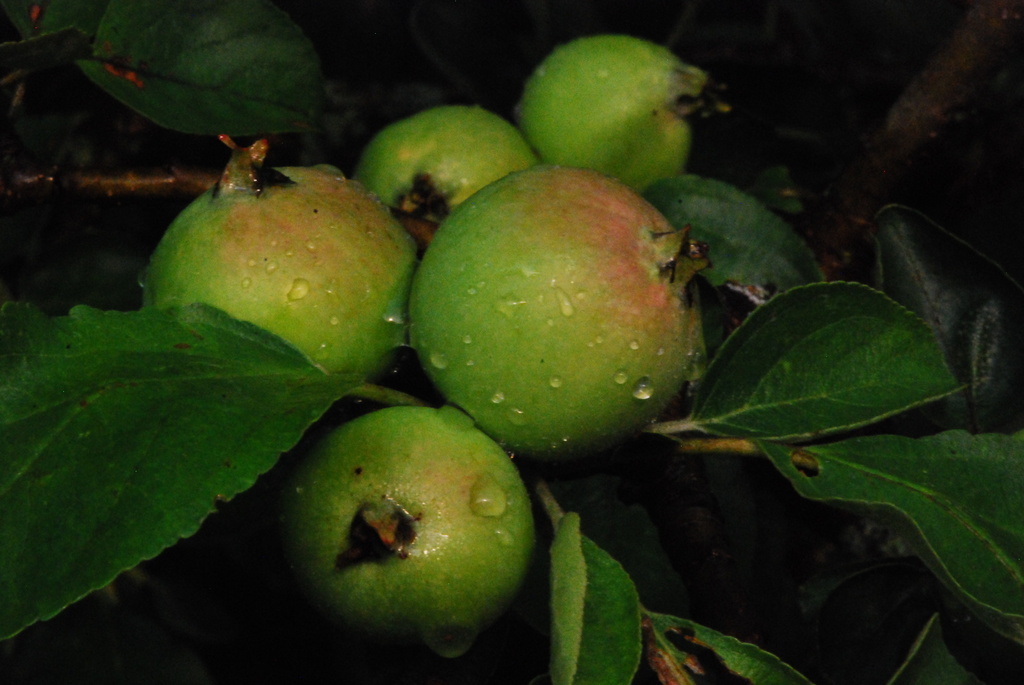 Bumper Crop of Apples by farmreporter