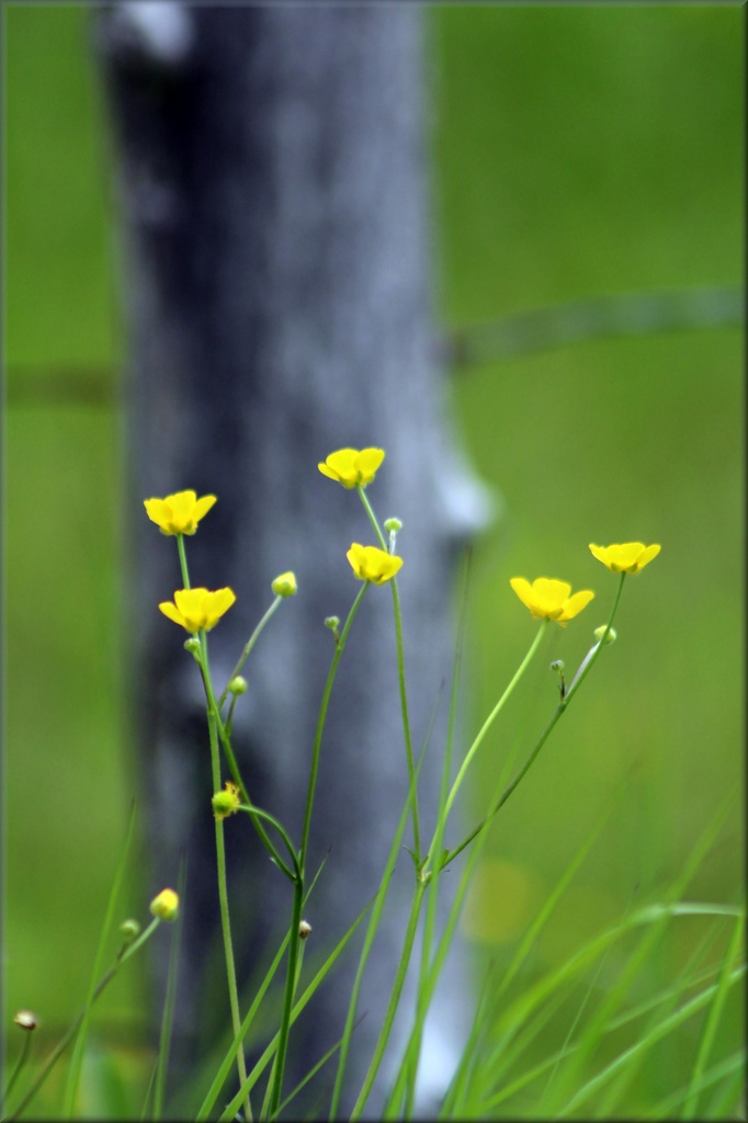 Wild Flowers by paintdipper