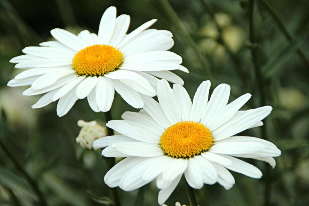 daisies for you by summerfield