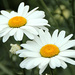 daisies for you by summerfield