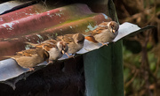 25th Jun 2013 - sparrows