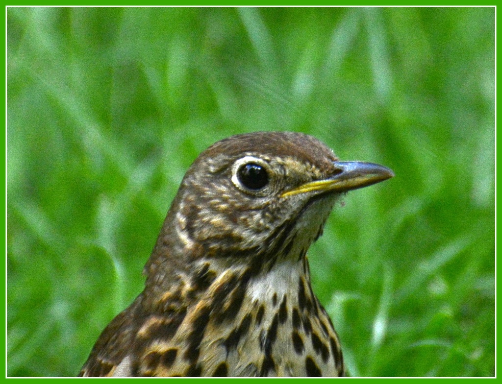 This thrush came down for a visit by rosiekind
