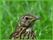 25th Jun 2013 - This thrush came down for a visit