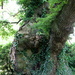 Hatfield's Grand Old Masters-Lion Oak by padlock