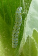 24th Jun 2013 - Caterpillar on the mullein