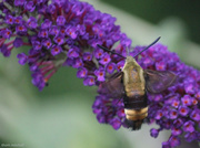 23rd Jun 2013 - Snowberry clearwing