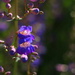 Blue Flowers :) by kerristephens