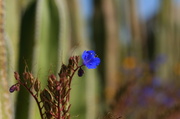 28th Jun 2013 - Blue Flower in Front of a Cactus