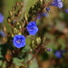 Blue Flowers by kerristephens