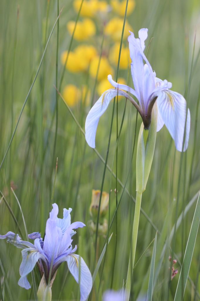 Wild Iris at Dawn by aecasey
