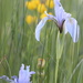 Wild Iris at Dawn by aecasey