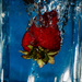 Strawberry Drop by jgpittenger