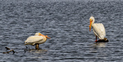 17th May 2013 - White Pelicans resting Before Babies 
