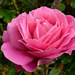 Large pink rose by richardcreese