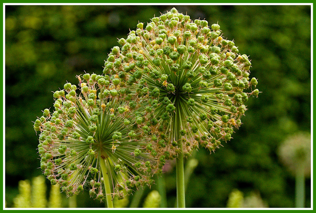 Allium seed heads by nicolaeastwood