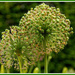 Allium seed heads by nicolaeastwood