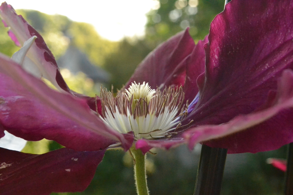 Clematis by ziggy77