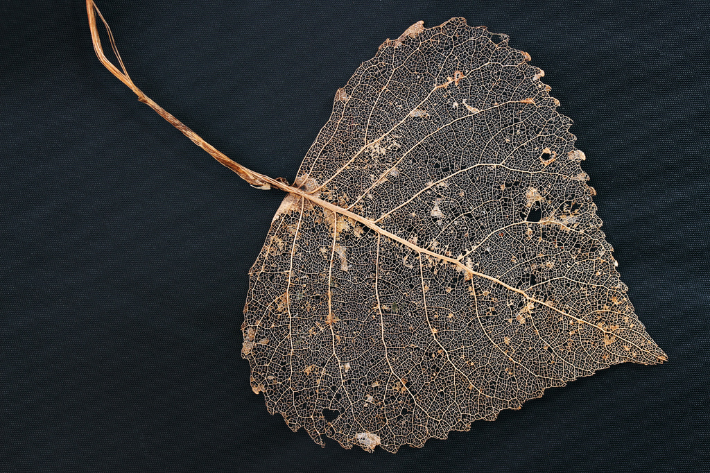 Rotting Leaf on black background  by shepherdmanswife