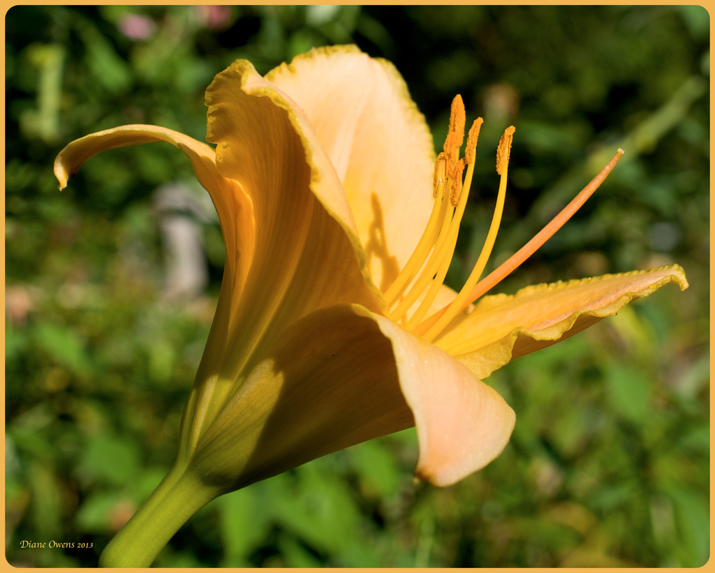 Summer Morning by eudora