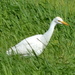 Egret by salza