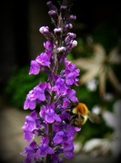 25th Jun 2013 - At last - a Bee !!!!