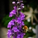 At last - a Bee !!!! by beryl