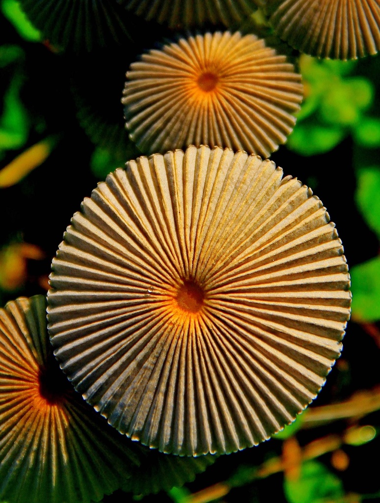 Mushroom Thingy by sbolden