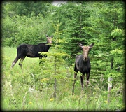 22nd Jun 2013 - momma moose & son