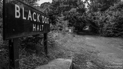 23rd Jun 2013 - Day 174 - Black Dog Halted